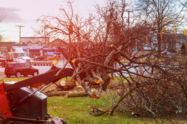 Professional Tree Removal Services in Spencer, NC